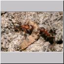 Formica -Serviformica- sanguinea - Blutrote Raubameise 28 - mit Raupe.jpg